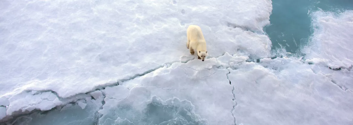 Polar bear stands on thinning sea ice