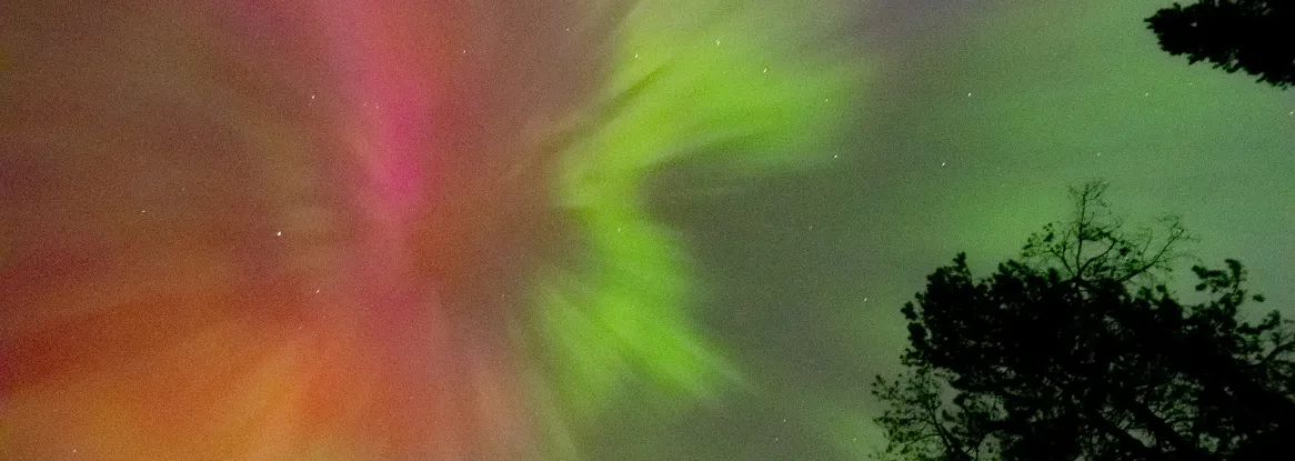 Photo of aurora and trees, taken from ground looking up