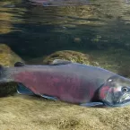 A Chinoook salmon swims in a river