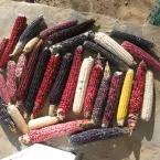 Hopi corn. Credit: Michael Kotutwa Johnson, Native American Agriculture Fund