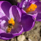 No snow in Denver, CO; Bees are pollinating in February