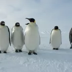 A group of Emperor Penguins stands tall