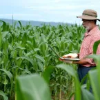 Photo of farmer inspecting crop with laptop