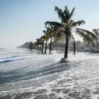 Palm trees on a flooded beach