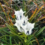 Photo of white wildflowers in green grass