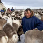 Tokcha Khudi stands among a reindeer herd