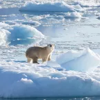 A new population of polar bears documented on the southeast coast of Greenland use glacier ice to survive despite limited access to sea ice. This small, genetically distinct group of polar bears could be important to the future of the species in a warming world.