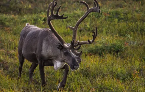 photo of caribou