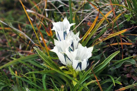 Photo of white wildflowers in green grass