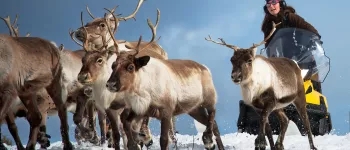 Annica Länta, a Sami in Lapland, northern Finland, herds reindeer on a snowmobile.