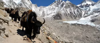 Yaks on Gorak Shep trail to Everest 
