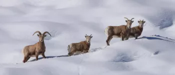 Sierra Nevada bighorn sheep in snow