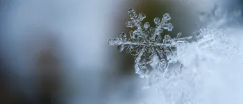 Snowflake in snowpack Snowflake in snowpack