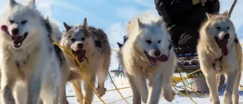 Sled dogs in the Arctic