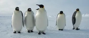 Emperor penguins