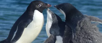 An adult Adélie penguin feeds two young penguins, whose fluffy down has only partially been replaced by adult feathers.